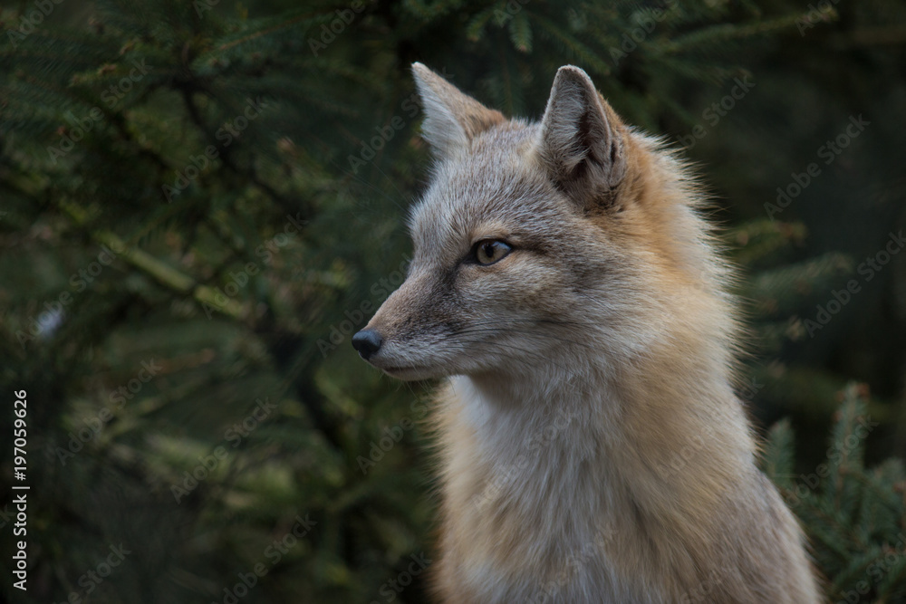 Obraz premium Silly Fox