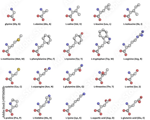 Photos The 20 standard L-Amino Acids