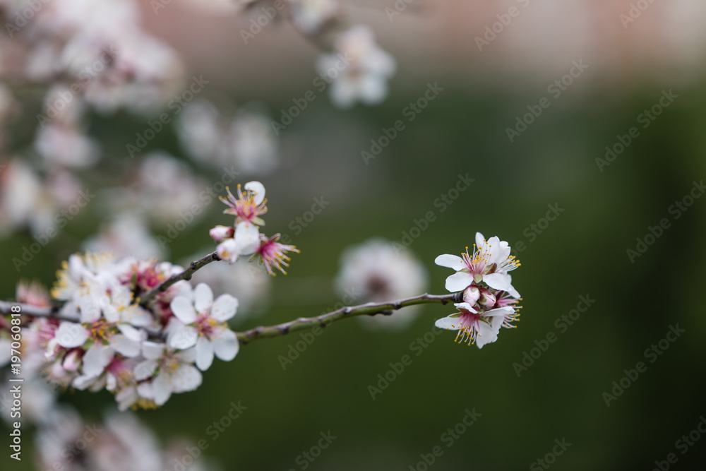 Almond and plum blossom in the parks of Madrid Almond and plum blossom in the parks of Madrid