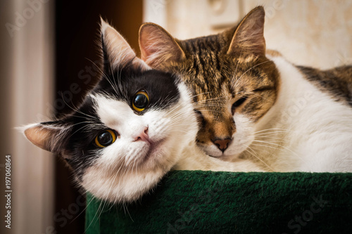 Two adult young cats black-white and tabby lie together in the green cat's bed 