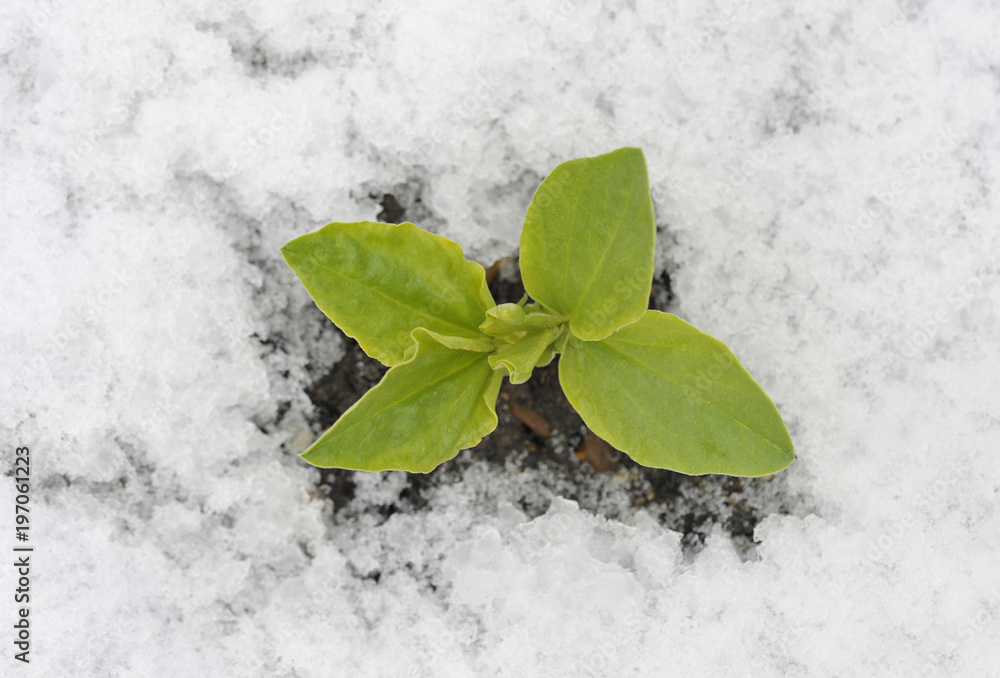 Broad bean