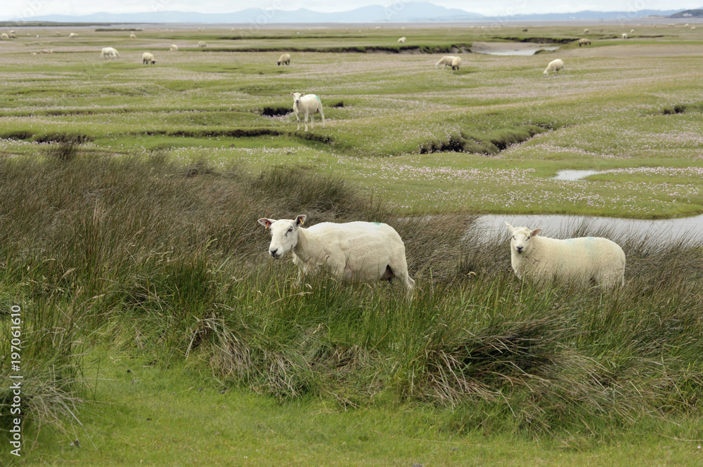 Dwyryd Estuary
