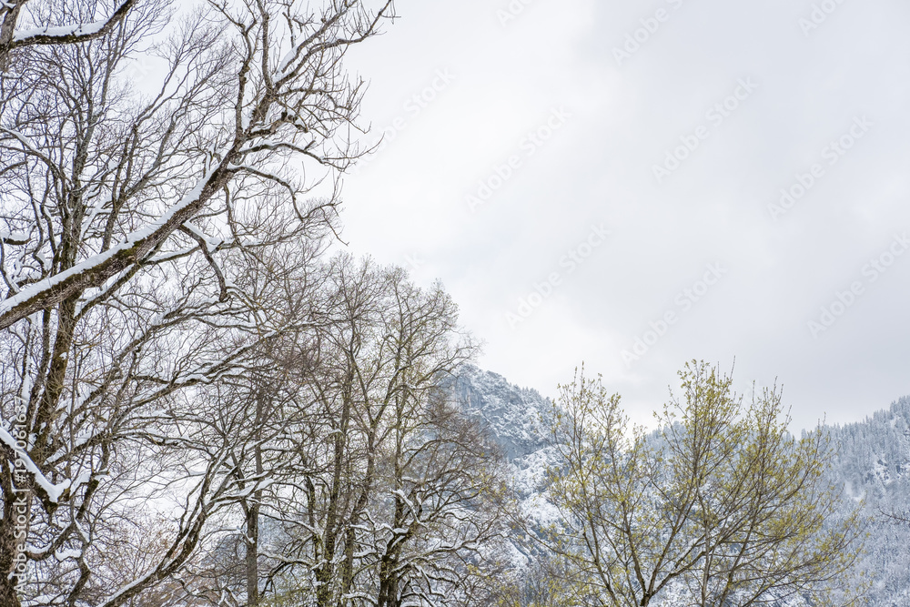 Foggy view of mountain, trees full of snow.