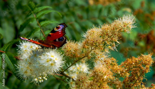 Flowering fern and butterfly