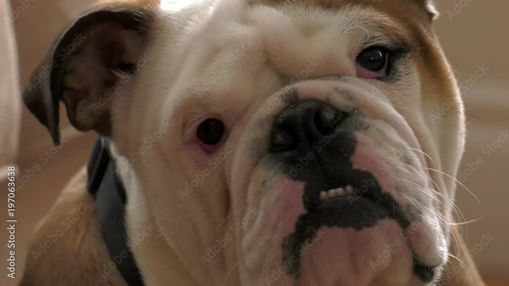 bulldog puppy confused about sounds and tilting head to listen close up bulldog puppy confused about sounds and tilting head to listen close up