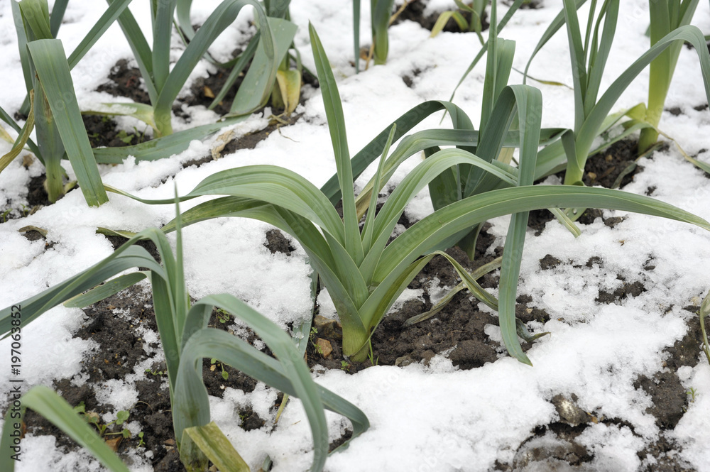 Leeks