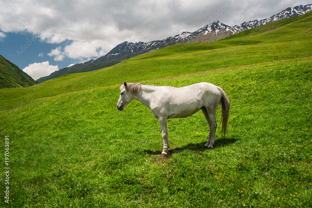 A horse grazing on a mountain slope in summer.