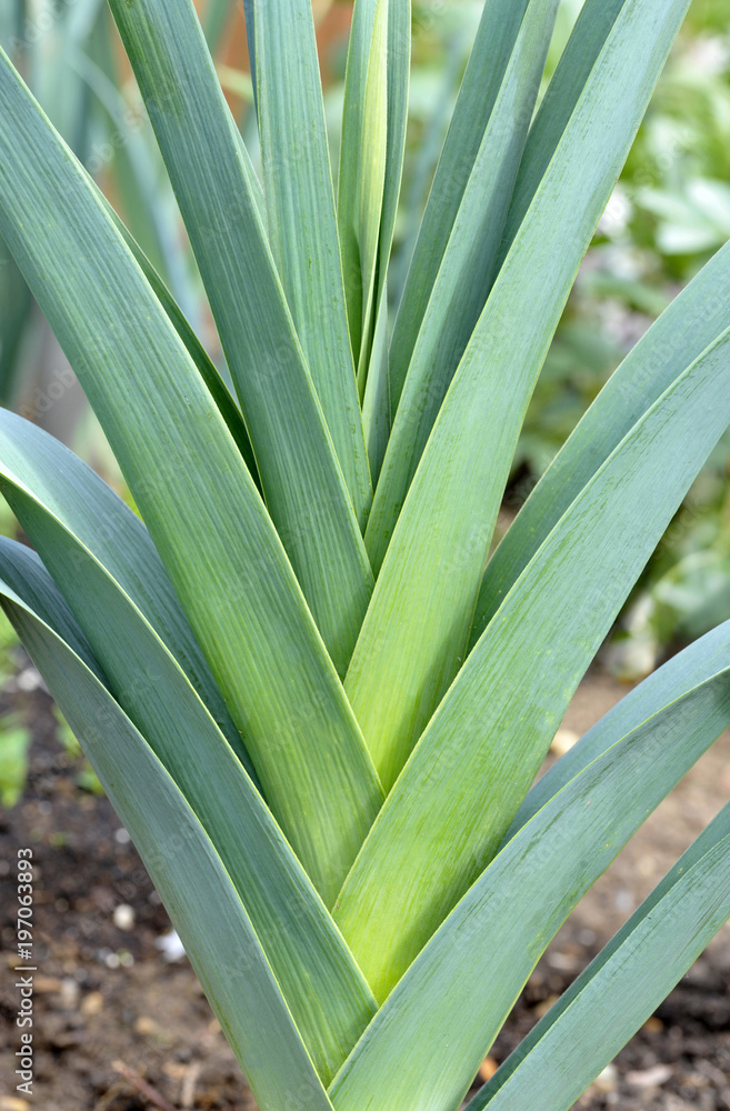 Leeks