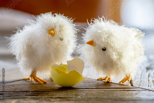 Ostern: Zwei flauschige Osterküken und die gelbe Ostereierschale photo