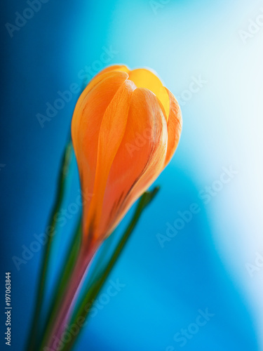 yellow Crocus close-up on colored background