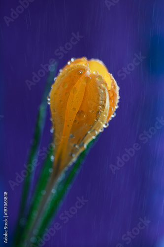yellow Crocus in rain drops on a colored background macro
