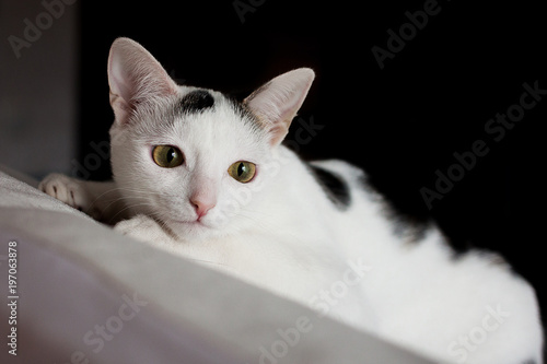 black-and-white cat lying on diagonal surface, looking away intensely, close - up on black-and-white background