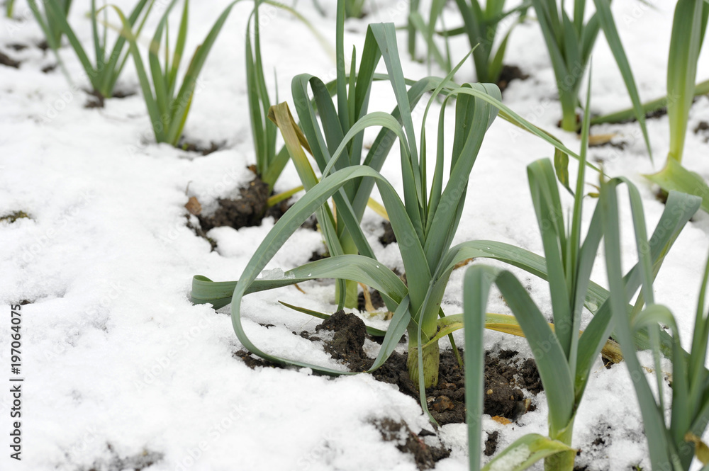 Leeks