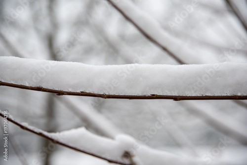 pretty much snow on a branch