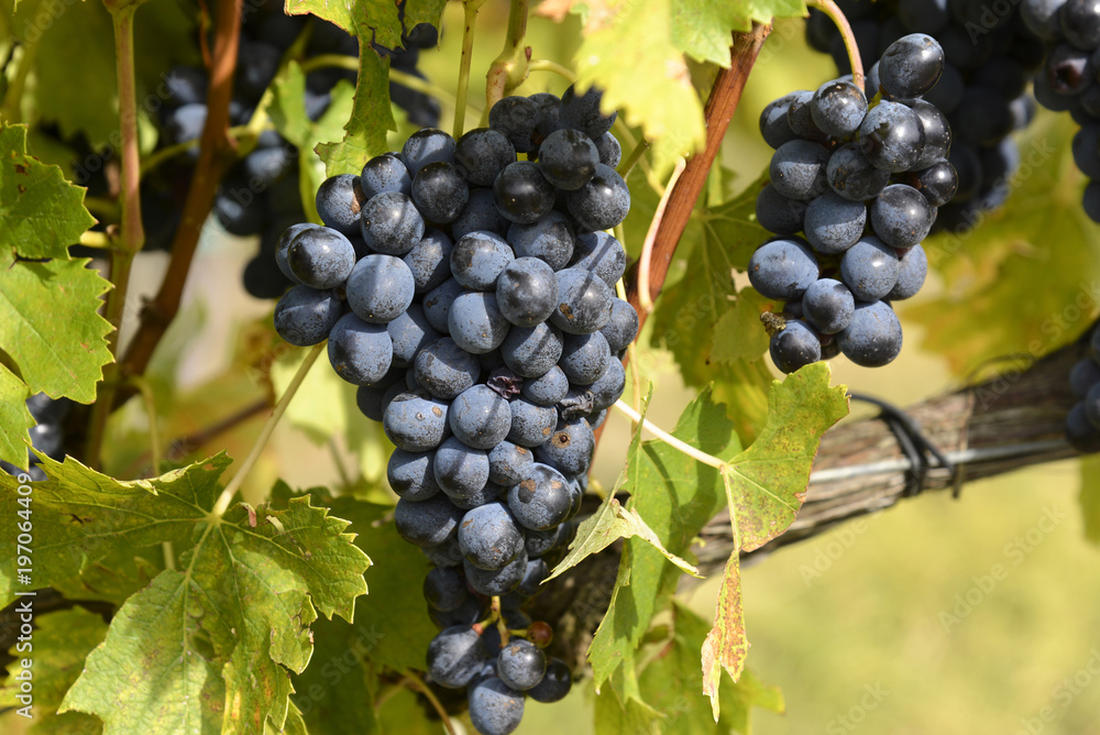 Weintrauben, Val d'Orcia, bei Montepulciano, Provinz Siena, Toskana, Italien, Europa