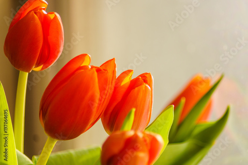 red tulip flowers on light gray background. 