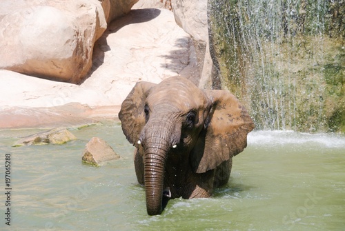 Canvas Print Elephant looking abreast