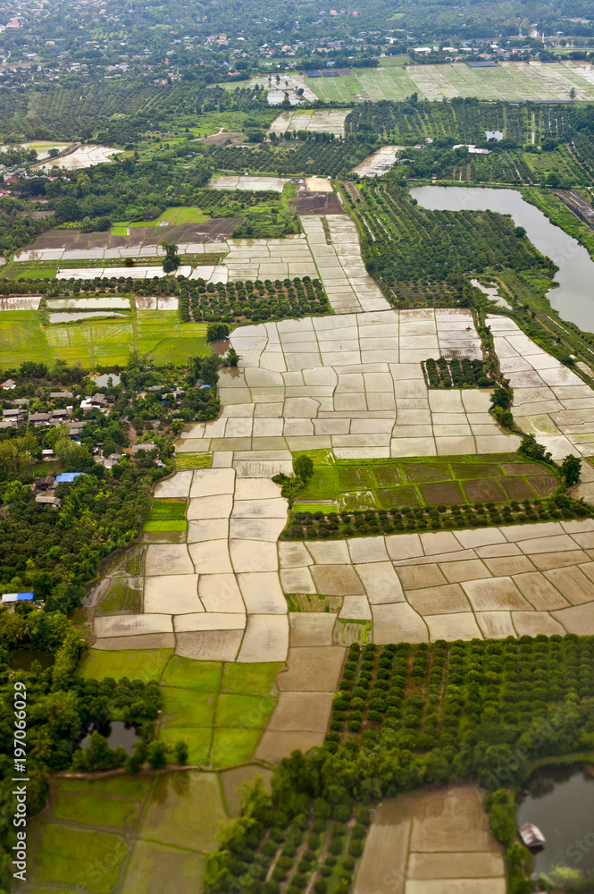 Paddy field Chiang Mai