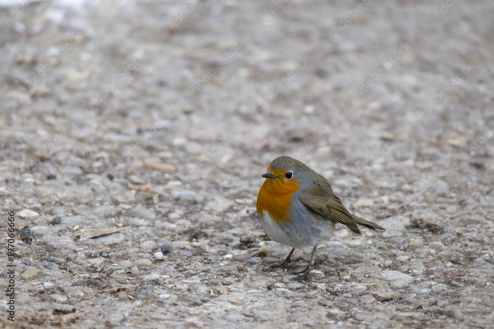 male robin sits in the snow male robin sits in the snow