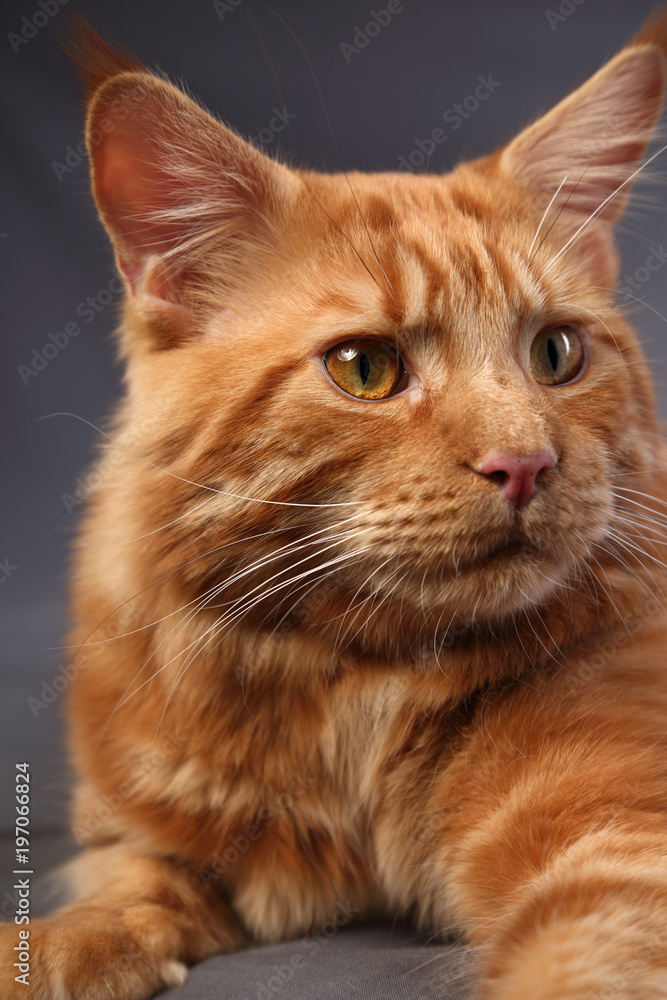 Male red solid maine coon cat with beautiful brushes on the ears is squinting on grey background. Closeup contast portrait. Male red solid maine coon cat with beautiful brushes on the ears is squinting on grey background. Closeup contast portrait.