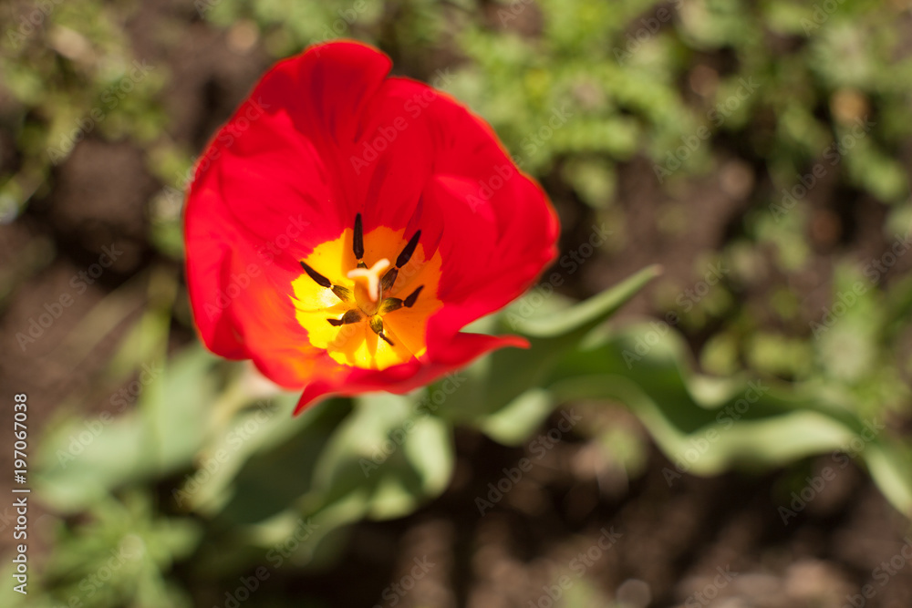 Bright early spring first tulips
