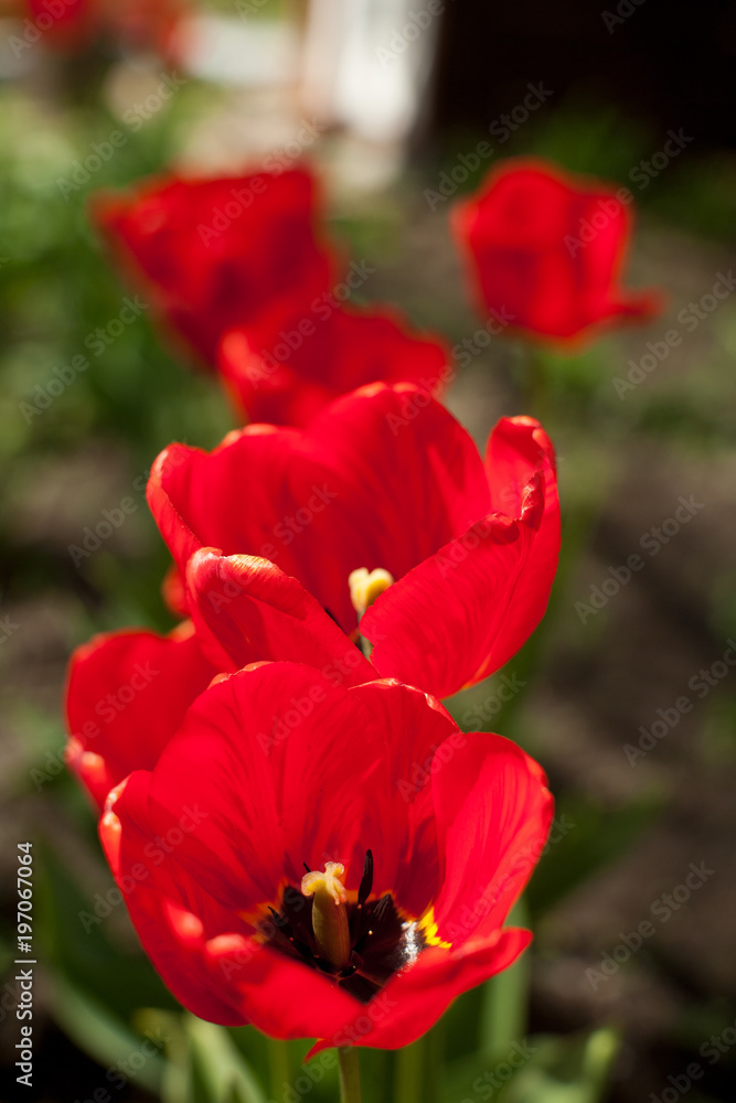 Bright early spring first tulips Bright early spring first tulips