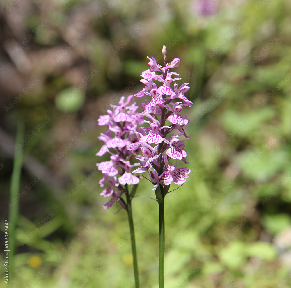 Marsh Orchid in the Swiss Alps, Engadine