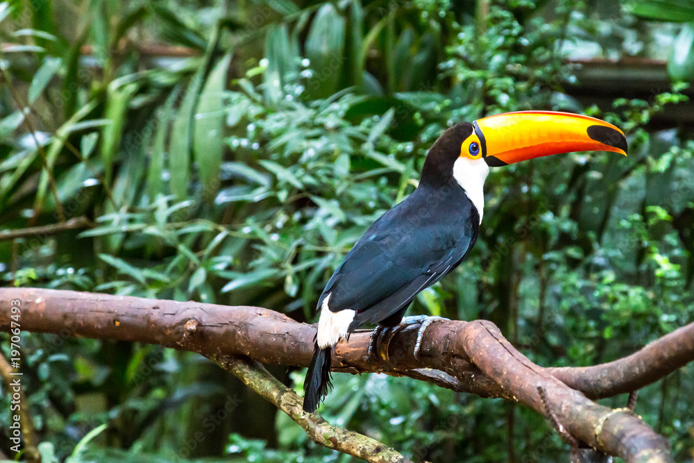 Fototapeta premium Toucan on the branch in tropical forest of Brazil