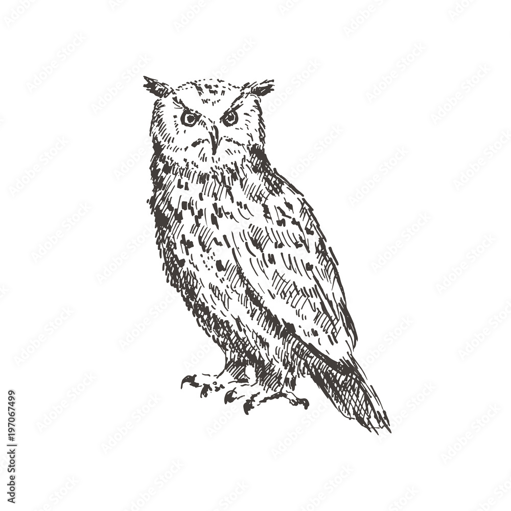 Fototapeta premium Hand drawn owl. Sketch, vector illustration.