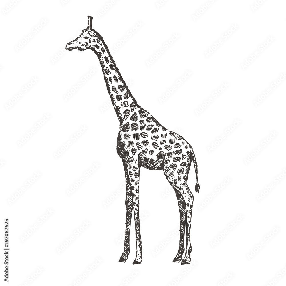 Fototapeta premium Hand drawn giraffe. Sketch, vector illustration.