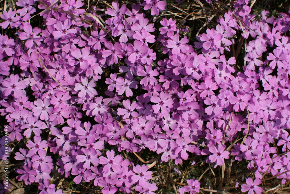 Spring Blossom Spring Blossom