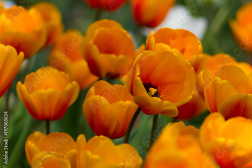 Obraz na plátne Incredible vibrant field of orange tulips on a spring day.