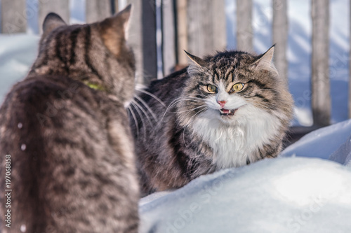 Two cats fighting on the snowy street.