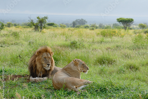 Obraz na plátně Two african lions gazing into the distant, african savannah, landscape