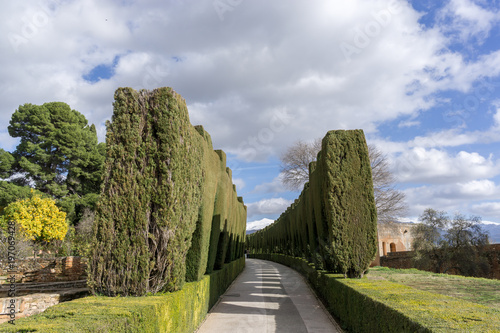 pathway among hedge