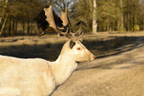 Albino fallow deer standing on a dusty road at sunset.  Life on the farm. Animals at Castle Castolovice.