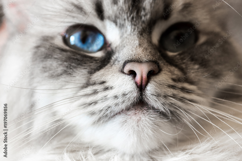 Siberian Neva Masquerade Close Up Cat Face Siberian Neva Masquerade Close Up Cat Face