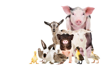 Group of cute farm animals together, isolated on white background