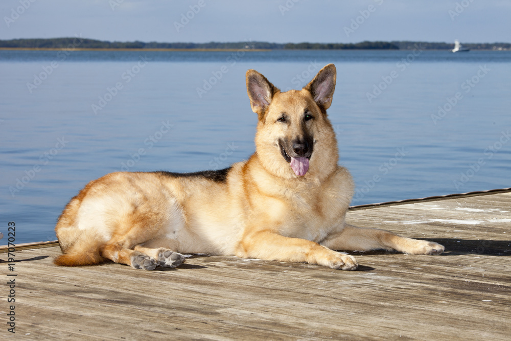 Outdoor portrait of pure bred german shepherd. Outdoor portrait of pure bred german shepherd.