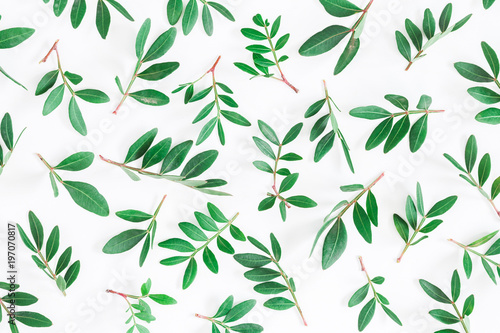 Leaf pattern. Pistachio leaves on white background. Flat lay, top view