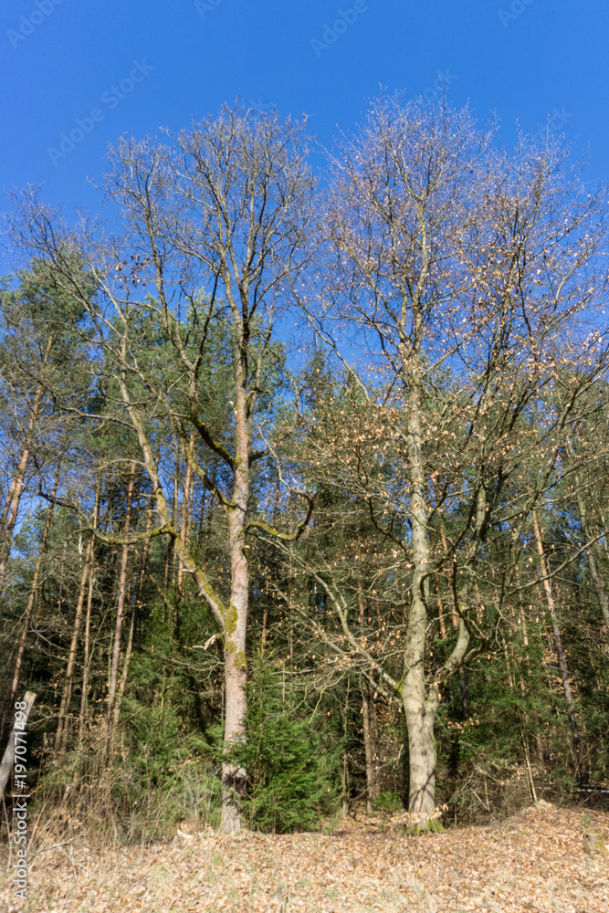 Obraz premium Baumkronen