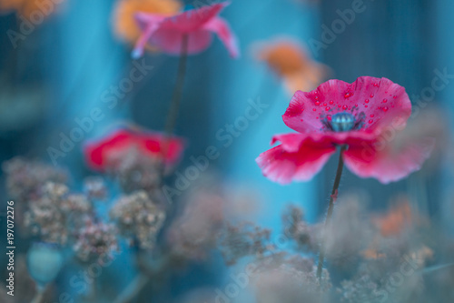 Fototapeta Naklejka Na Ścianę i Meble -  Mohn (Papaver)