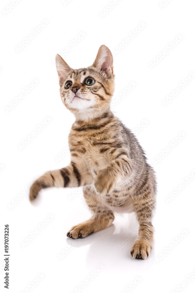 Kitten on a white background. The cat is on the hind legs. A playful kitten on a white background. Kitten on a white background. The cat is on the hind legs. A playful kitten on a white background.