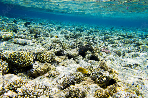 Underwater landscape of the coral bottom with fish © Severe