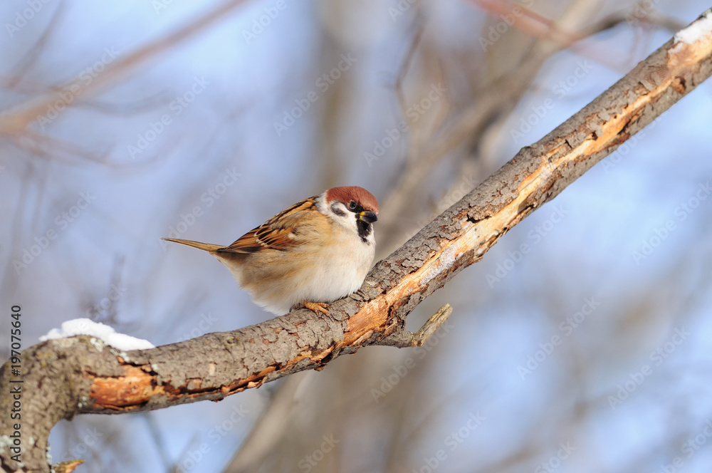 Eurasian tree sparrow sit on a branch covered with flaky bark. Eurasian tree sparrow sit on a branch covered with flaky bark.
