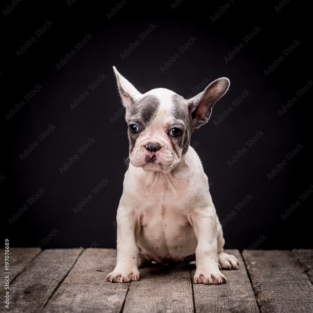 French bulldog