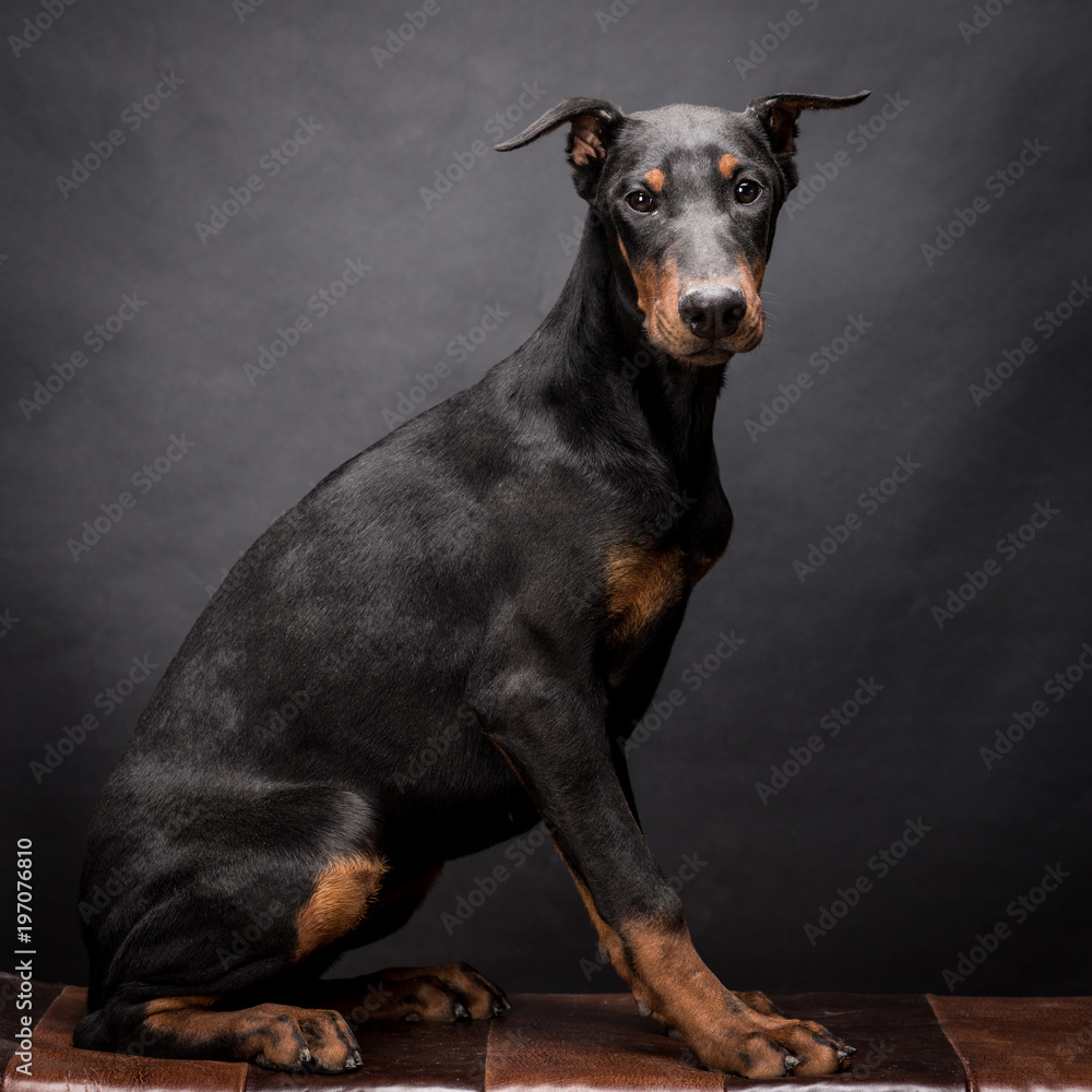 Doberman Pinscher Doberman Pinscher