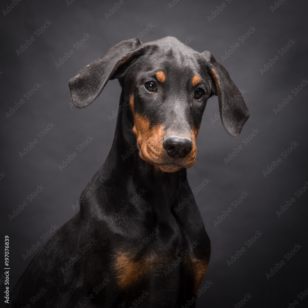 Doberman Pinscher