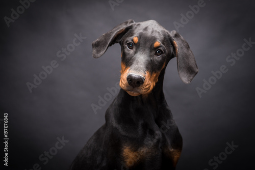 Doberman Pinscher © skyfotostock