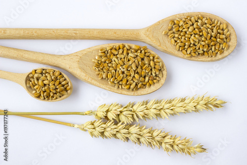 Wheat grain in wooden spoons. Sprigs of wheat. White background. Top view